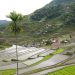 rice terraces