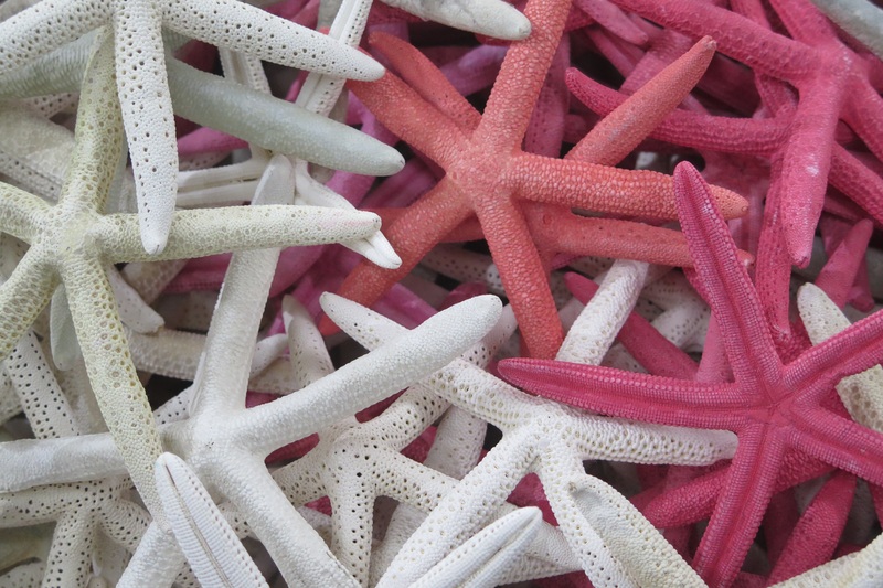 Starfish Beach: 10 Breathtaking Reasons You Must Visit This Paradise