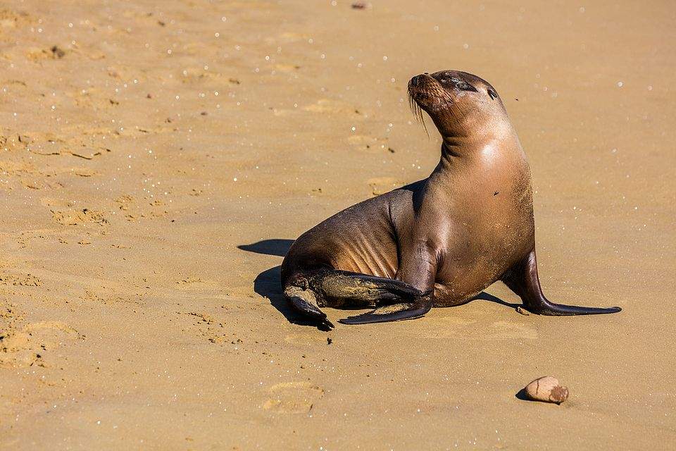 Sea Lion Point