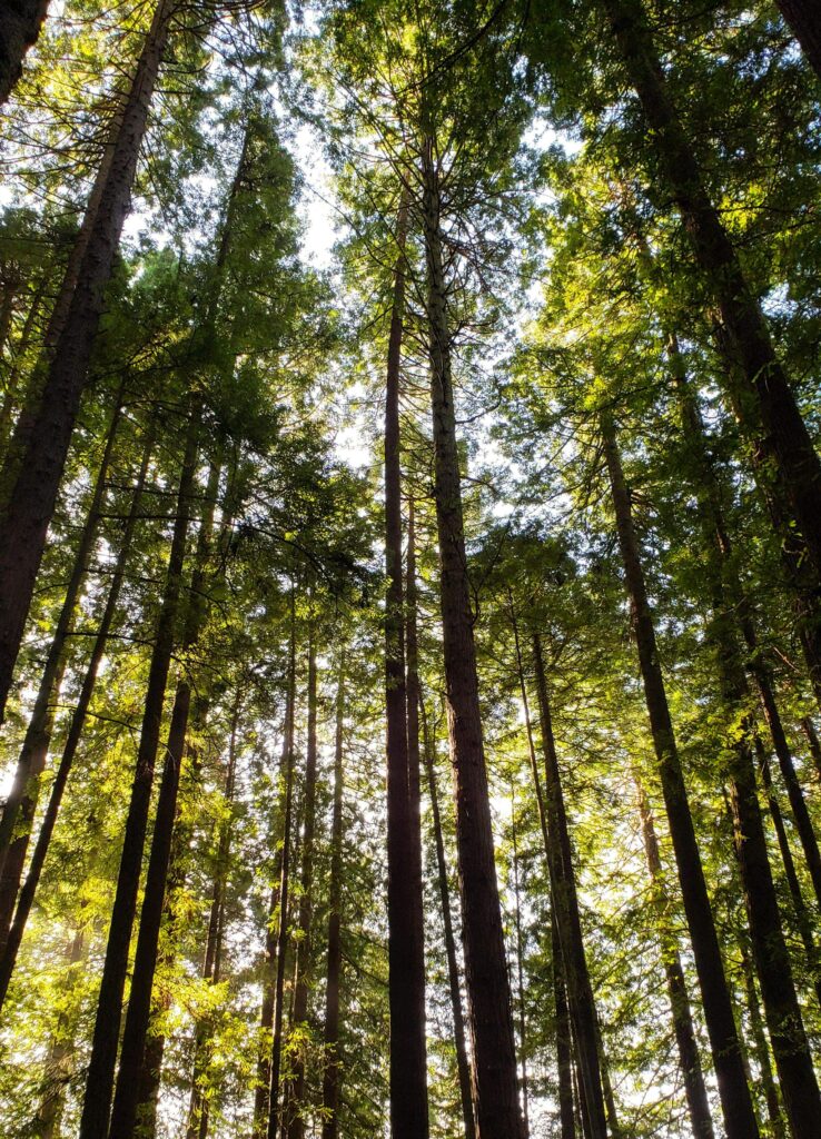 Muir Woods Day Hike from San Francisco